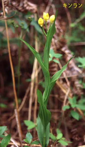 Cephalanthera falcata