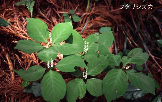 Chloranthus serratus