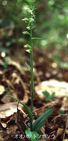 Platanthera minor